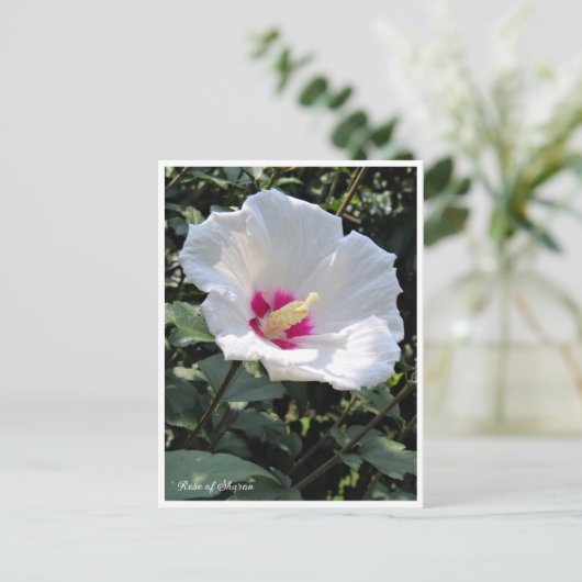 Rose of Sharon Briefkaart (Staand voorkant)