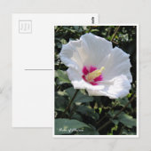 Rose of Sharon Briefkaart (Voorkant / Achterkant)