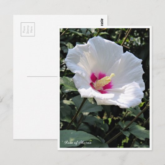 Rose of Sharon Briefkaart (Voorkant / Achterkant)