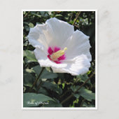 Rose of Sharon Briefkaart (Voorkant)