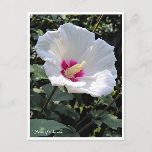 Rose of Sharon Briefkaart (Voorkant)