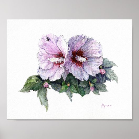 Rose of Sharon Fijne Kunst Poster (Voorkant)