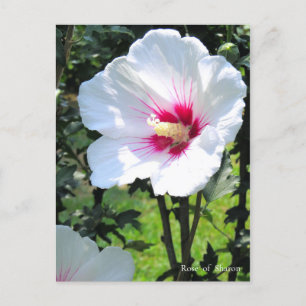 Rose of Sharon:Postcard Briefkaart