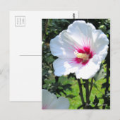 Rose of Sharon:Postcard Briefkaart (Voorkant / Achterkant)
