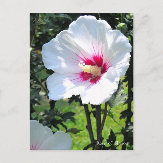 Rose of Sharon:Postcard Briefkaart (Voorkant)