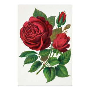 Rose Print Rochester Lithograferen en Drukken Co Foto Afdruk
