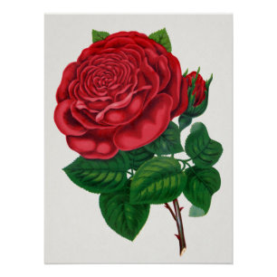 Rose Print Rochester Lithograferen en Drukken Co Perfect Poster
