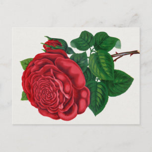 Rose Print Rochester Lithograferen en Drukkerij Co Briefkaart