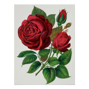 Rose Print Rochester Lithograferen en Drukwerk Maa Perfect Poster