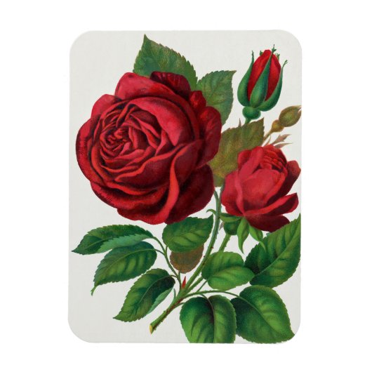 Rose Print Rochester Lithografering and Printing C Magneet (Verticaal)