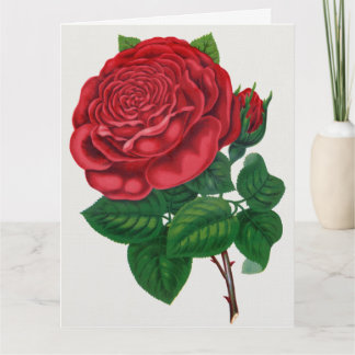Rose Print Rochester Lithographing and Printing Co Kaart