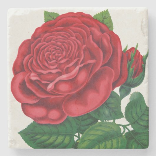Rose Print Rochester Lithographing and Printing Co Stenen Onderzetter (Voorkant)
