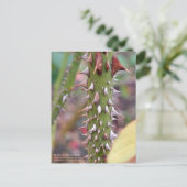 Rose Thorns: Rosa Rose Osaka ポストカード Briefkaart (Staand voorkant)