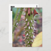 Rose Thorns: Rosa Rose Osaka ポストカード Briefkaart (Voorkant / Achterkant)