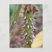 Rose Thorns: Rosa Rose Osaka ポストカード Briefkaart (Voorkant)