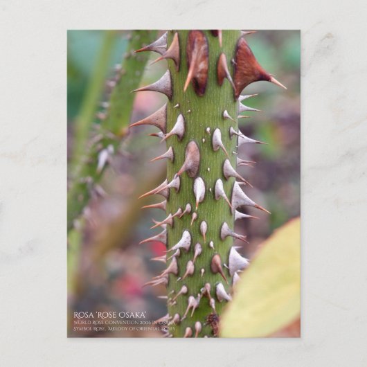 Rose Thorns: Rosa Rose Osaka ポストカード Briefkaart (Voorkant)