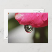 Rose with a view briefkaart (Voorkant / Achterkant)