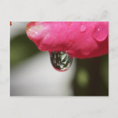 Rose with a view briefkaart (Voorkant)