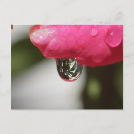 Rose with a view briefkaart