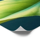 Roseate Blush Poster (Hoek)