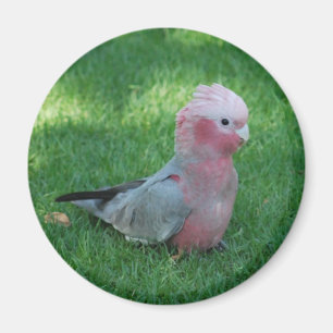 Roseate Cockatau Magneet
