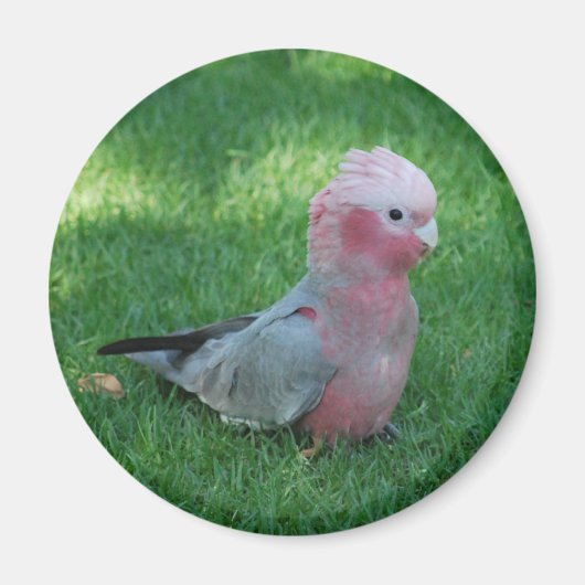 Roseate Cockatoo Magneet (Voorkant)