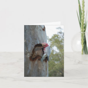 Roseate Kaketoe of Galah - de Kaart van de