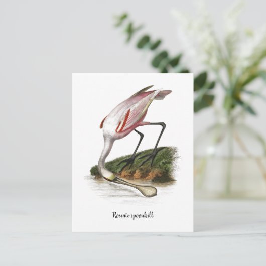 Roseate lepelaar schilderij Klein Briefkaart (Staand voorkant)