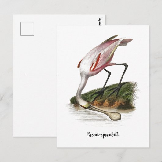 Roseate lepelaar schilderij Klein Briefkaart (Voorkant / Achterkant)