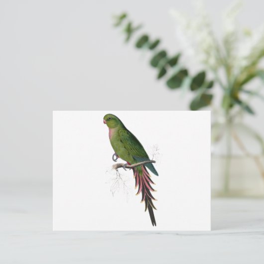 Roseate Parrakeet door Edward Lear Briefkaart (Staand voorkant)