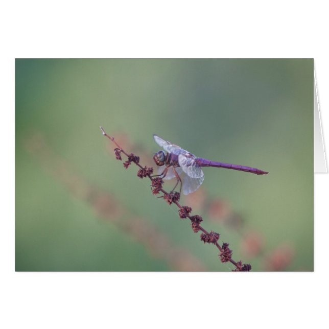 Roseate Skimmer Dragonfly (Voorkant Horizontaal)