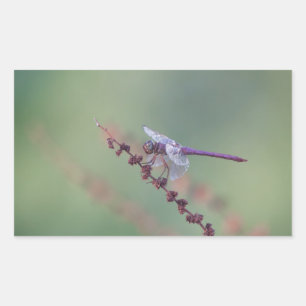 Roseate Skimmer Dragonfly Rechthoekige Sticker