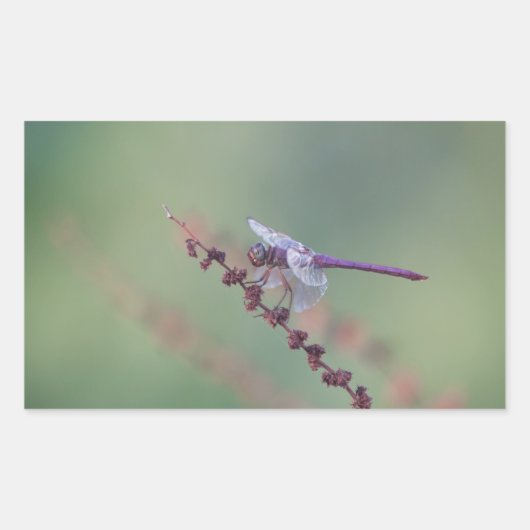 Roseate Skimmer Dragonfly Rechthoekige Sticker (Voorkant)
