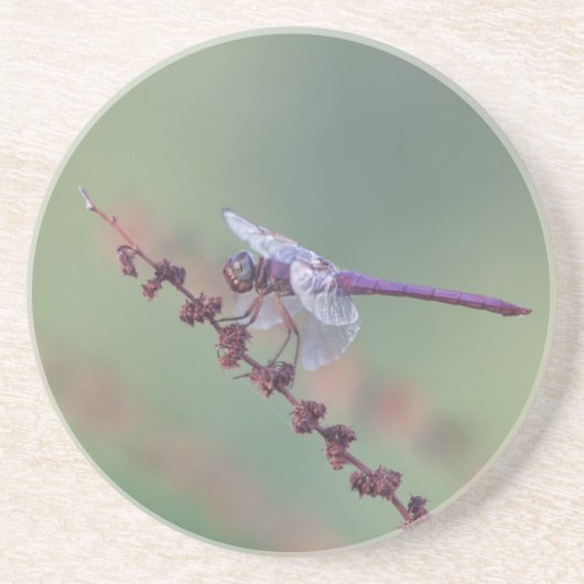 Roseate skimmer dragonfly zandsteen onderzetter (Voorkant)