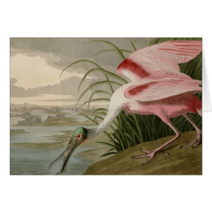 Roseate Spoonbill