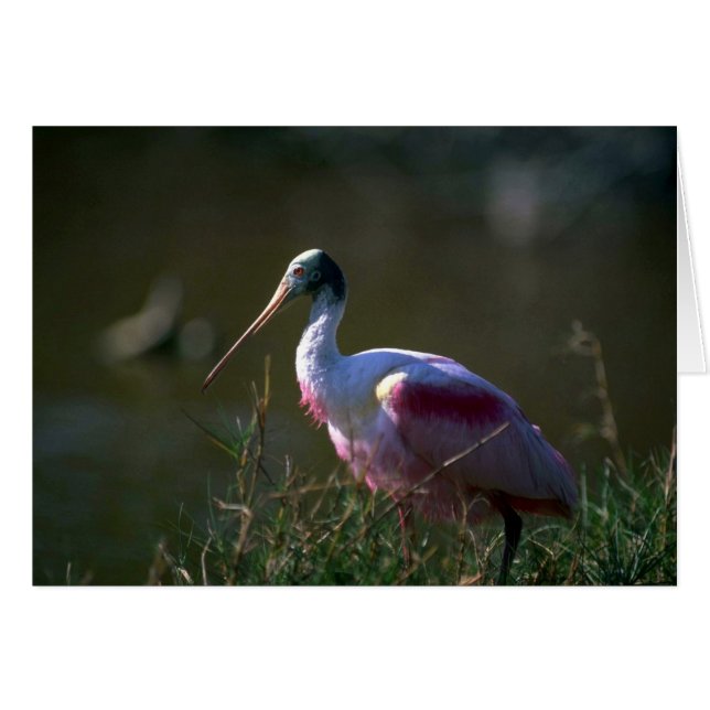 Roseate Spoonbill (Voorkant Horizontaal)