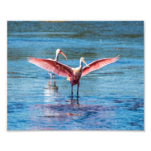 Roseate Spoonbill 10 x 8 Kodak Pro Foto Afdruk