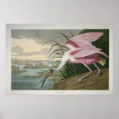Roseate Spoonbill, 1836 Print (Voorkant)