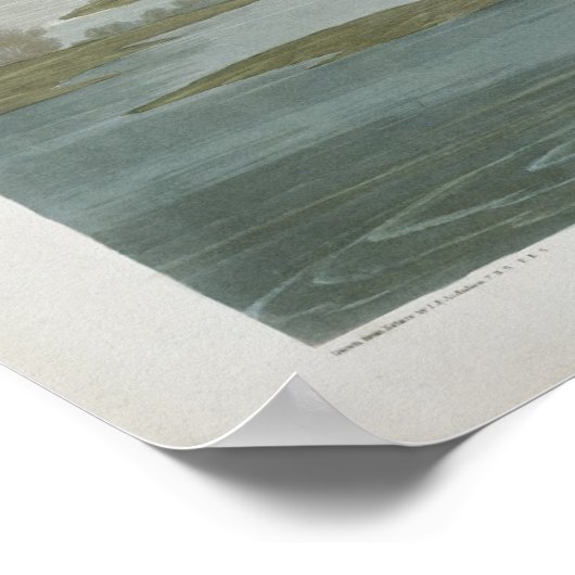 Roseate Spoonbill, 1836 Print (Hoek)