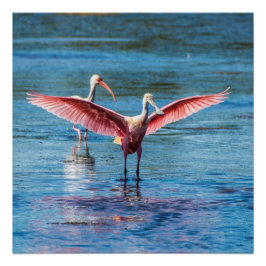 Roseate Spoonbill 20 x 20 inch Poster (halfglanzen