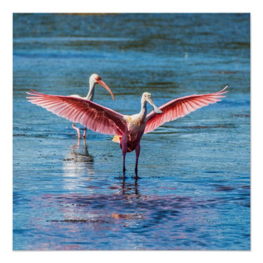 Roseate Spoonbill 20 x 20 inch Poster (halfglanzen (Voorkant)