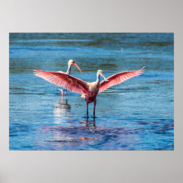 Roseate Spoonbill 28 x 20 archivering Zware papier Poster