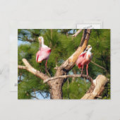 Roseate Spoonbill (3050) Briefkaart (Voorkant / Achterkant)