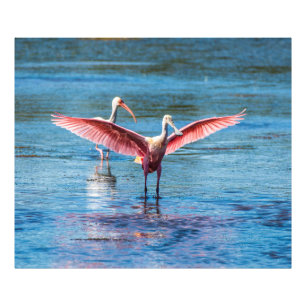 Roseate Spoonbill 48 x 40 Kodak Pro Foto Afdruk