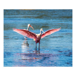 Roseate Spoonbill 48 x 40 Kodak Pro Foto Foto Afdruk