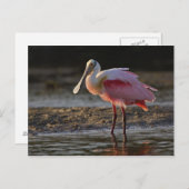 Roseate Spoonbill, Ajaia ajaja, Ding Darling Briefkaart (Voorkant / Achterkant)