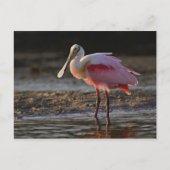 Roseate Spoonbill, Ajaia ajaja, Ding Darling Briefkaart (Voorkant)