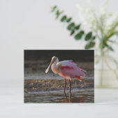 Roseate Spoonbill, Ajaia ajaja, Ding Darling Briefkaart (Staand voorkant)
