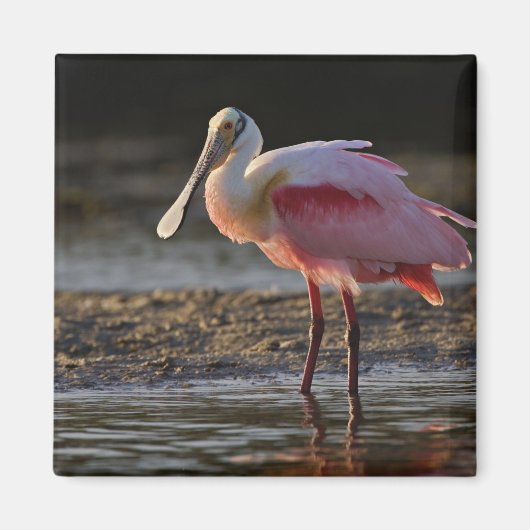 Roseate Spoonbill, Ajaia ajaja, Ding Darling Magneet (Voorkant)
