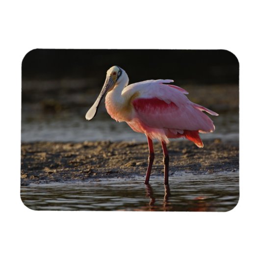 Roseate Spoonbill, Ajaia ajaja, Ding Darling Magneet (Horizontaal)